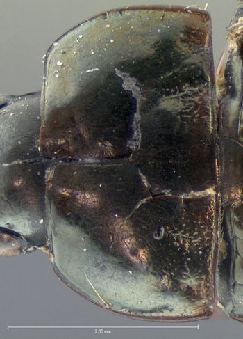 Media type: image;   Entomology 31228 Aspect: pronotum dorsal